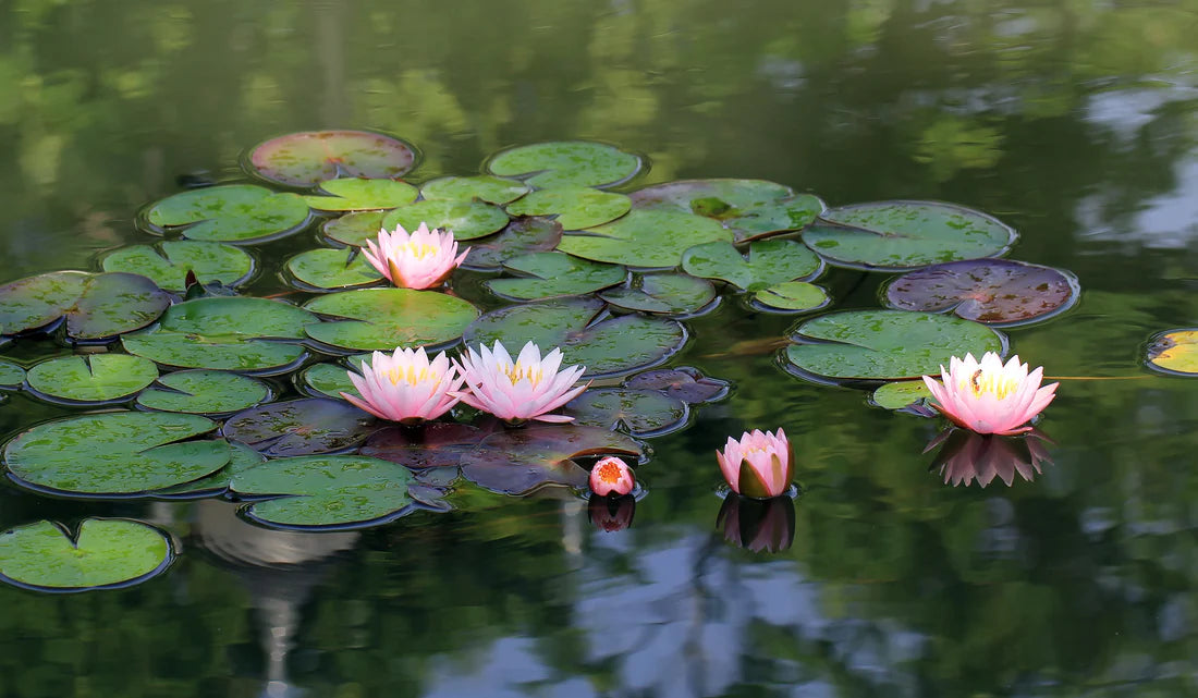 Securing Your Pond Paradise: A Guide to Fountain Bliss