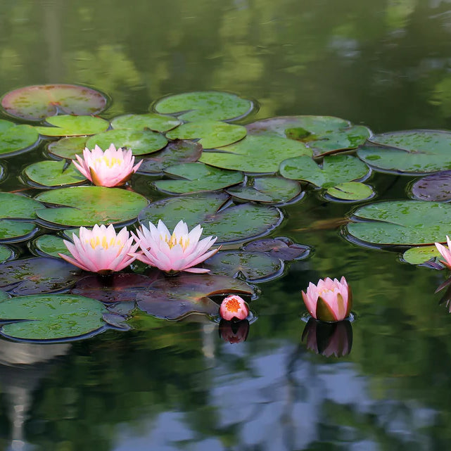 Securing Your Pond Paradise: A Guide to Fountain Bliss