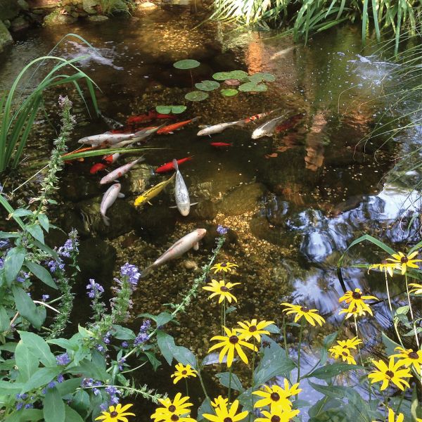 Extra Large Water Garden Kit - 16' X 21'