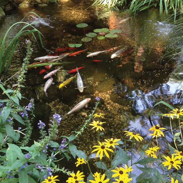 Large Water Garden Kit - 11' X 16'